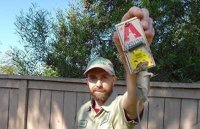 Providence rodent trapping